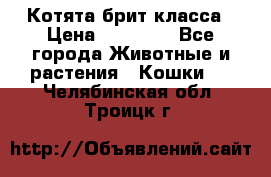 Котята брит класса › Цена ­ 20 000 - Все города Животные и растения » Кошки   . Челябинская обл.,Троицк г.